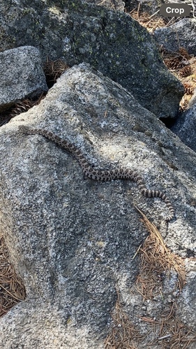 iNaturalist observation photo of Northern Pacific Rattlesnake