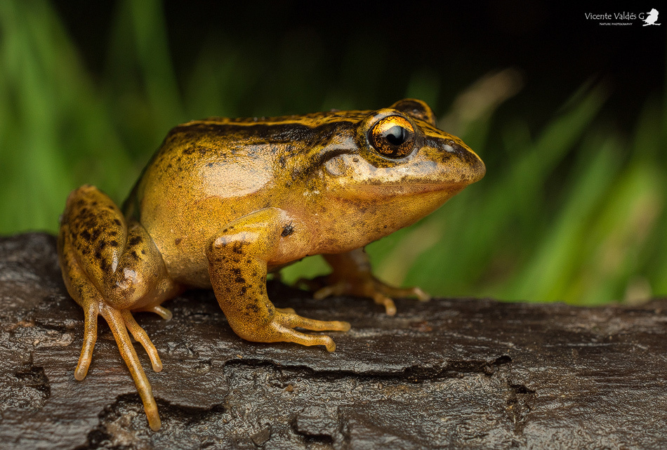 Nibaldo's Wood Frog (Batrachyla nibaldoi)