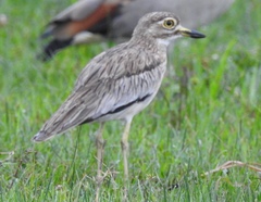 Burhinus senegalensis