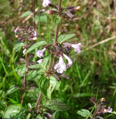 Clinopodium menthifolium ascendens