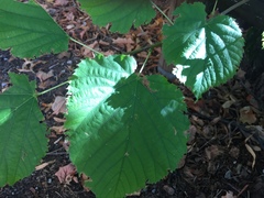 Tilia cordata
