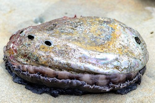 Haliotis rufescens