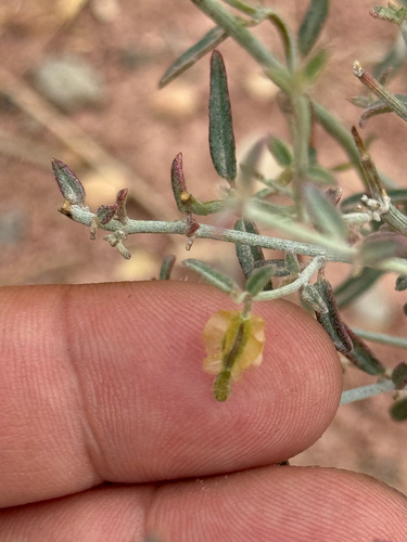 Narrowleaf Moonpod (Acleisanthes angustifolia)