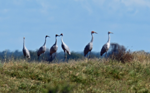 Brolga