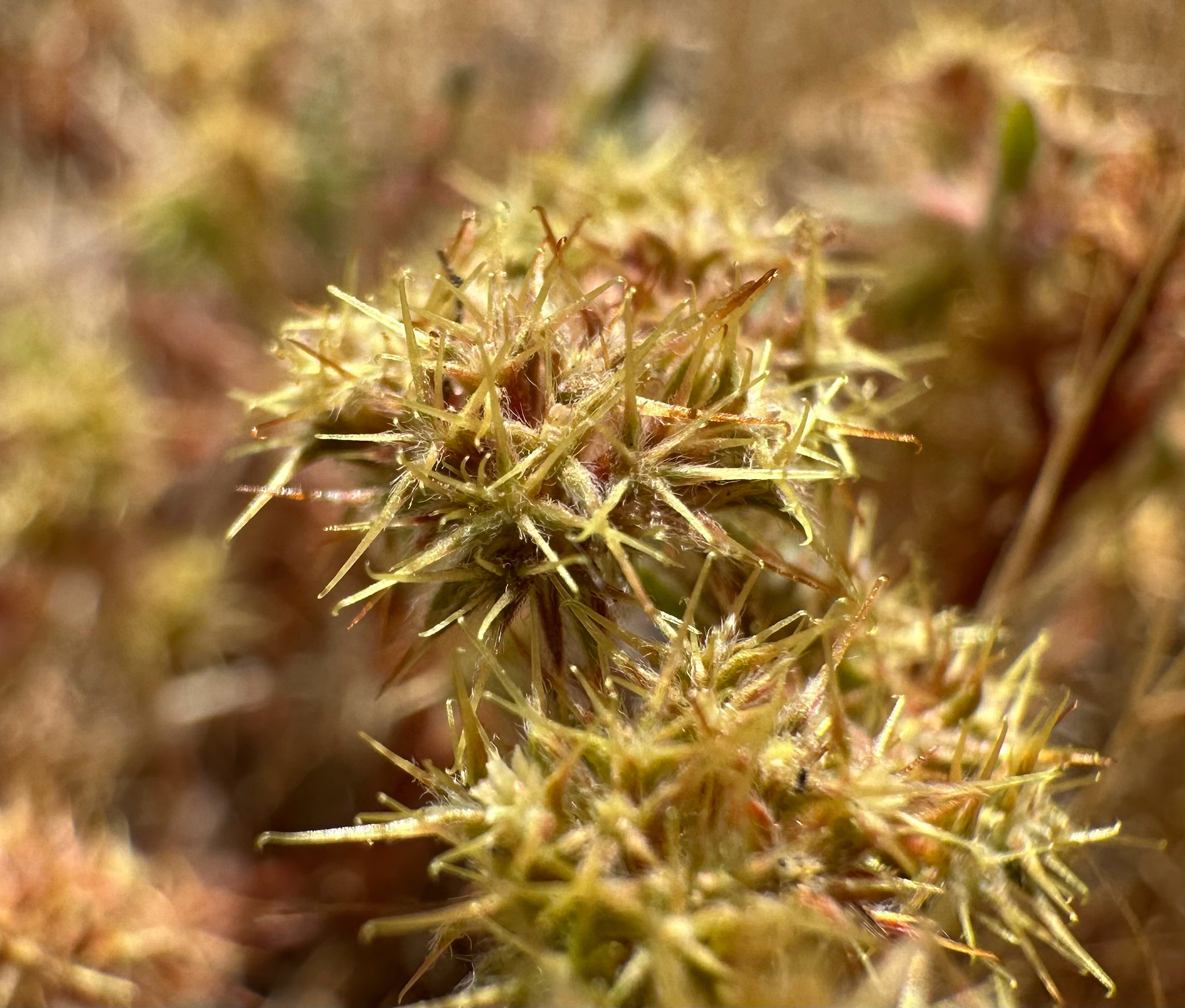 Chorizanthe angustifolia