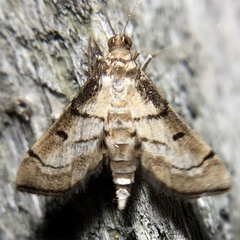 Marasmia cochrusalis