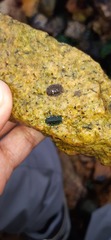 Chitonoidea