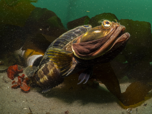 Sarcastische franjekop (Neoclinus blanchardi) — Chaenopsidae — 5