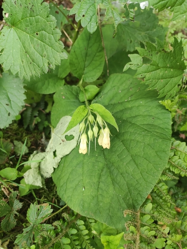 heart-leaved comfrey (Symphytum cordatum)