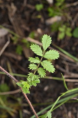 Acaena anserinifolia (Acaena anserinifolia)