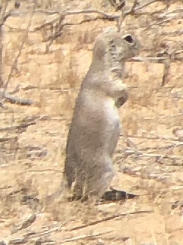Mohave Ground Squirrel observed by mauj