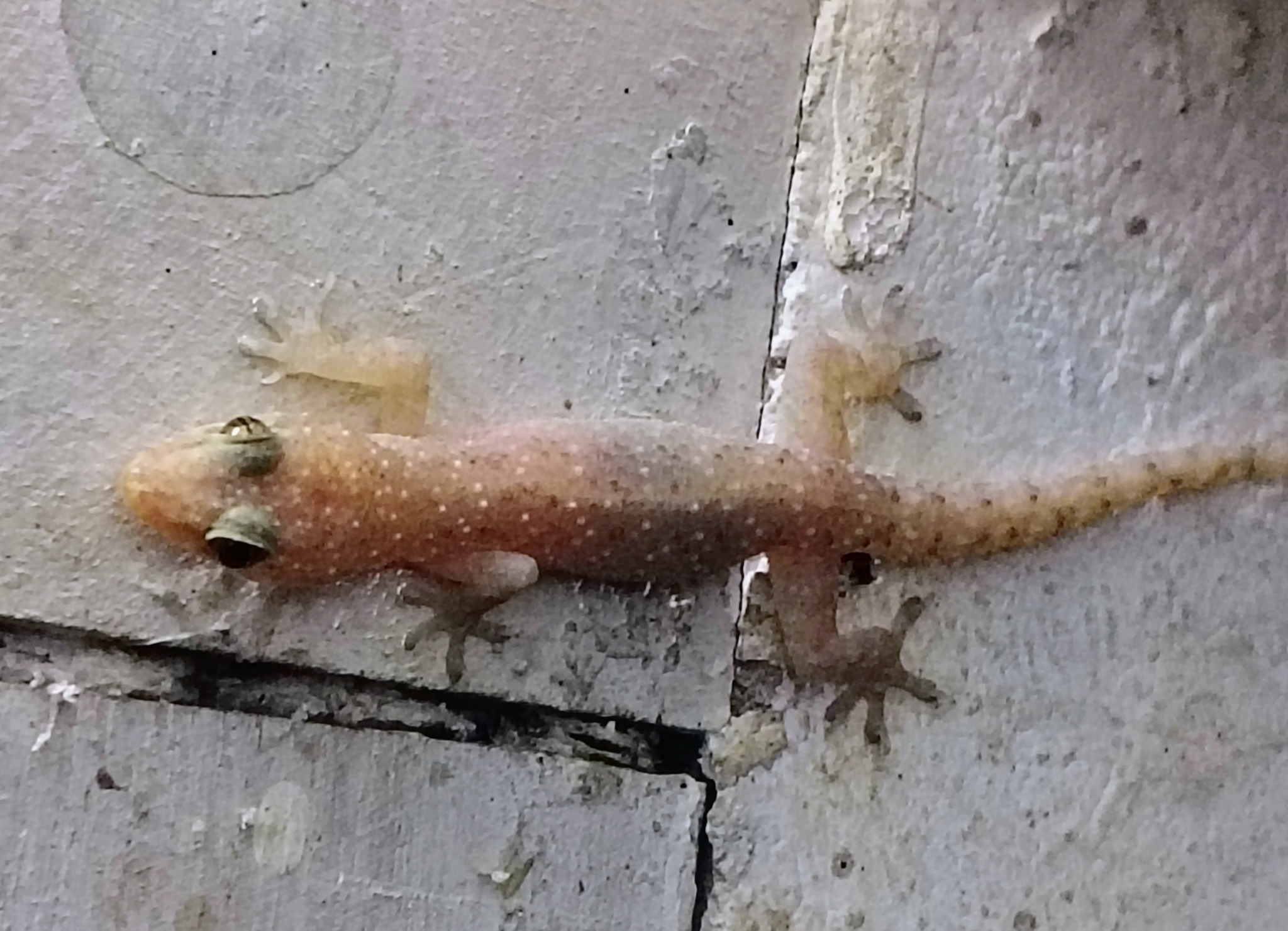 Spotted House Gecko