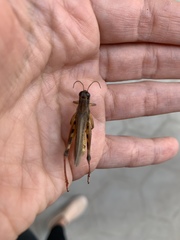 Melanoplus femurrubrum