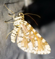 Stamnodes tessellata