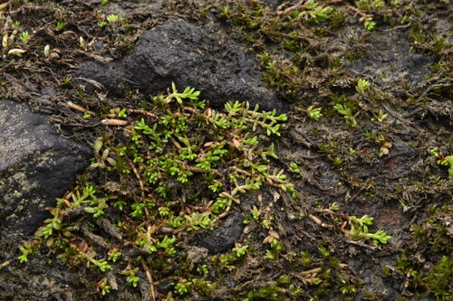 Crassula ruamahanga