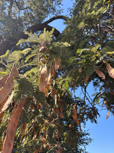 Bitter Albizia