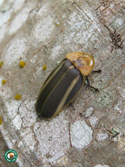Cratomorphus splendidus