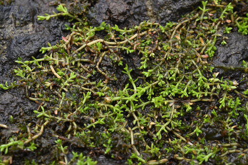 Crassula ruamahanga