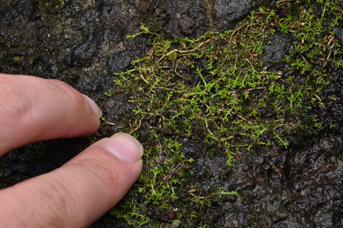 Crassula ruamahanga