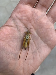 Melanoplus femurrubrum