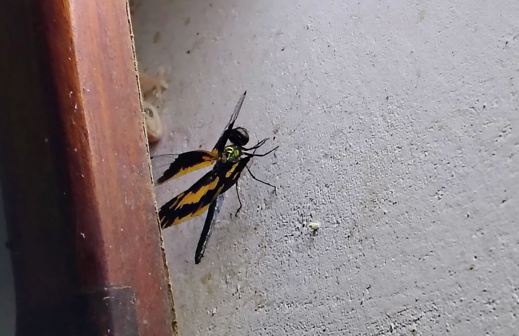 Common Picture Wing