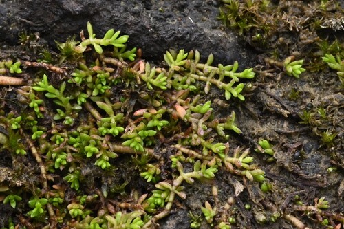 Crassula ruamahanga