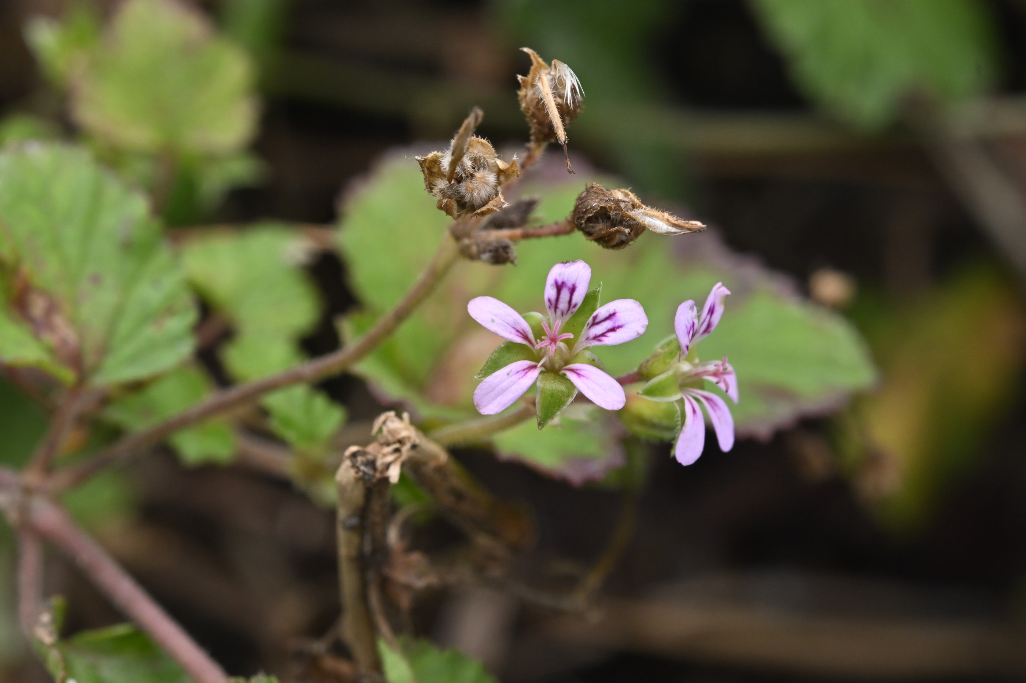 Pelargonium inodorum