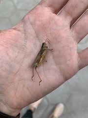 Melanoplus femurrubrum
