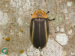 Cratomorphus splendidus