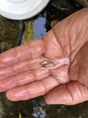 Gasterosteus aculeatus