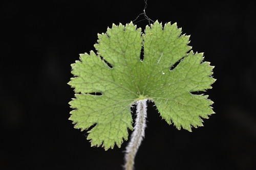 Hydrocotyle elongata