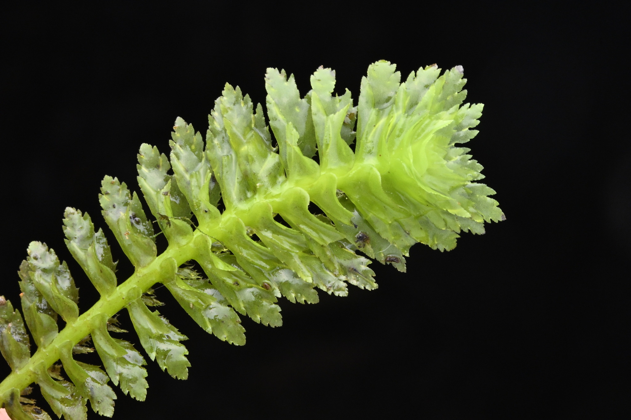 Schistochila appendiculata
