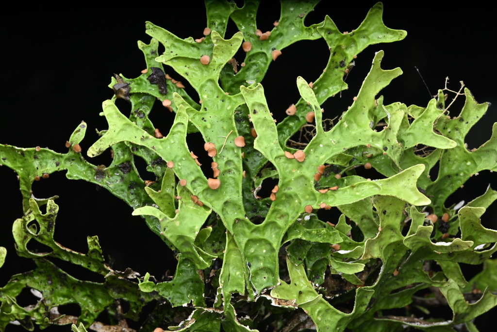 Pseudocyphellaria rufovirescens