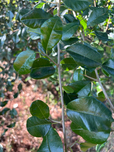 African osage-orange