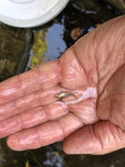 Gasterosteus aculeatus