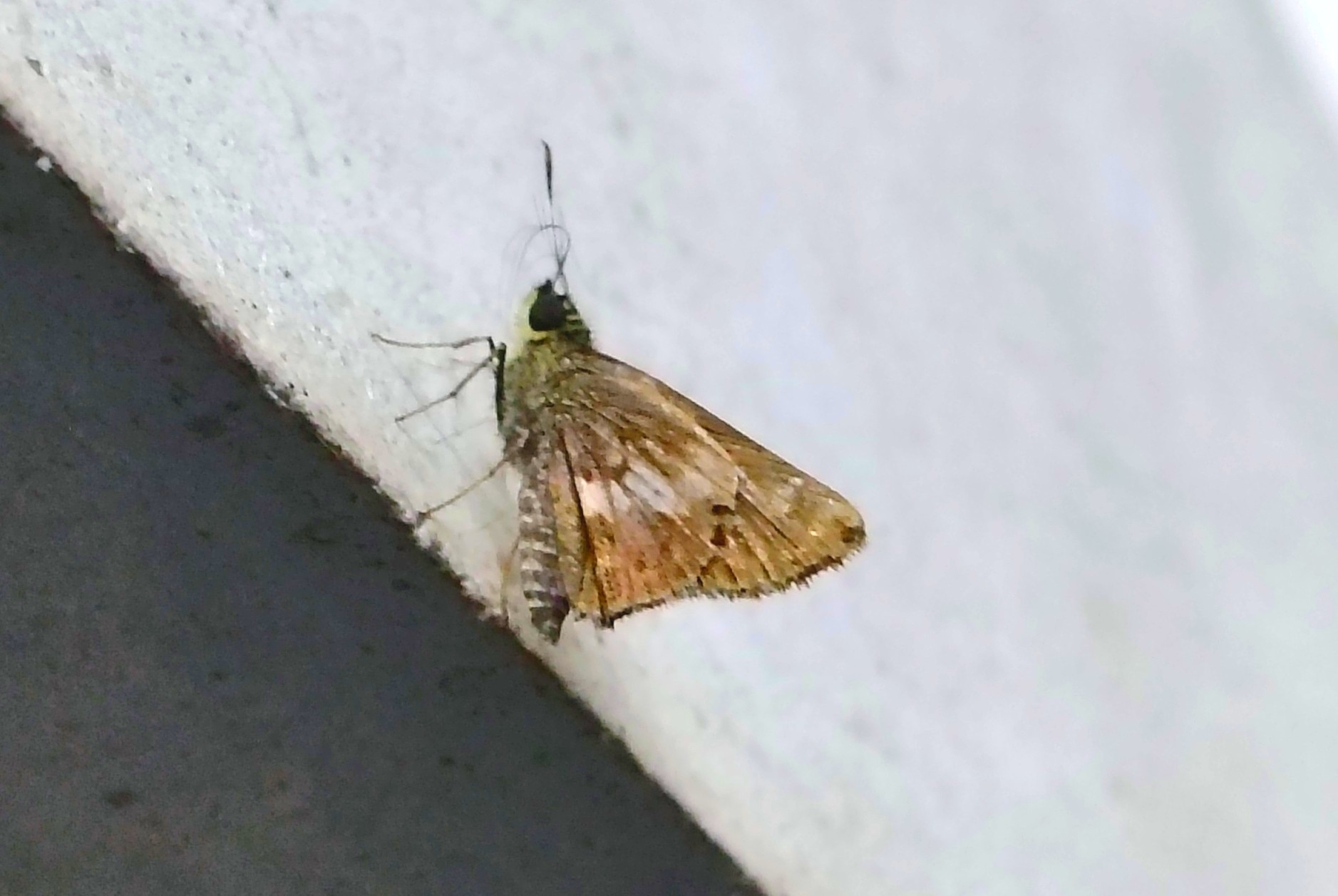 Bi-Spot Banded Ace