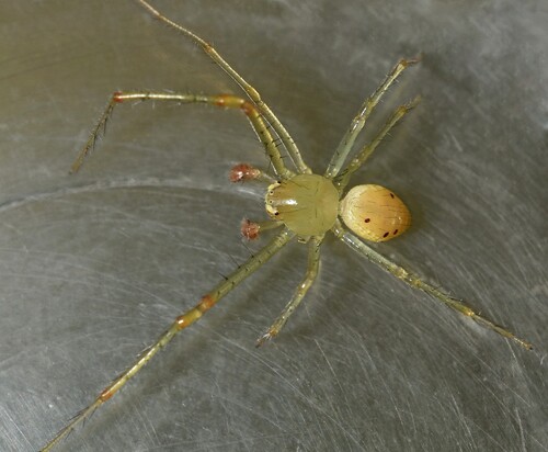 Simonstown Synema Crab Spider