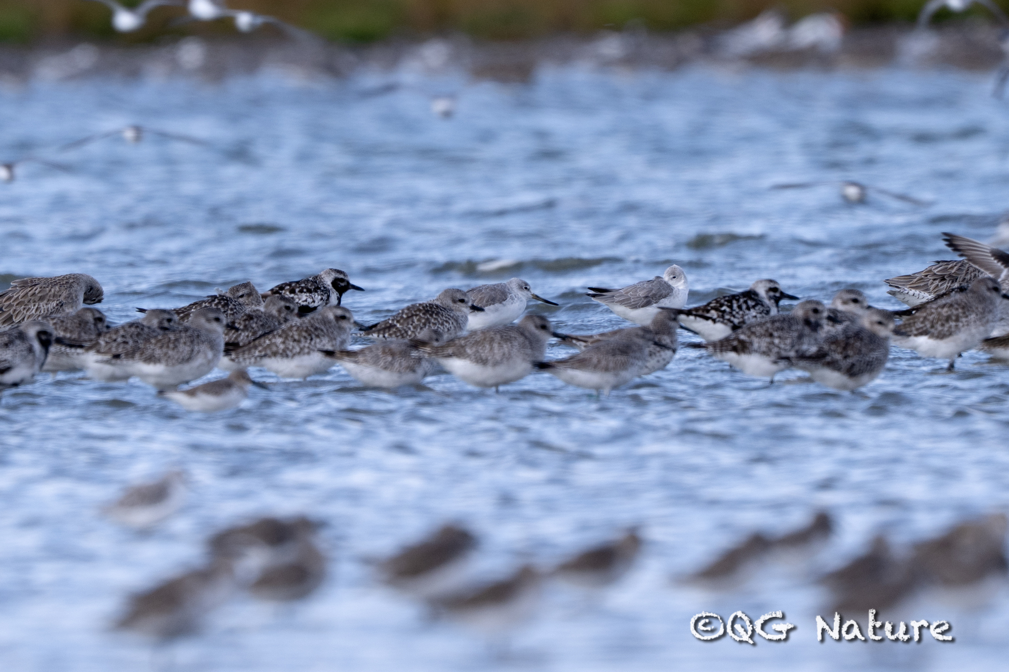 Nordmann's Greenshank
