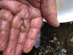 Gasterosteus aculeatus