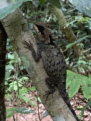 Acanthosaura cardamomensis