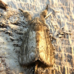 Dasychira atrivenosa