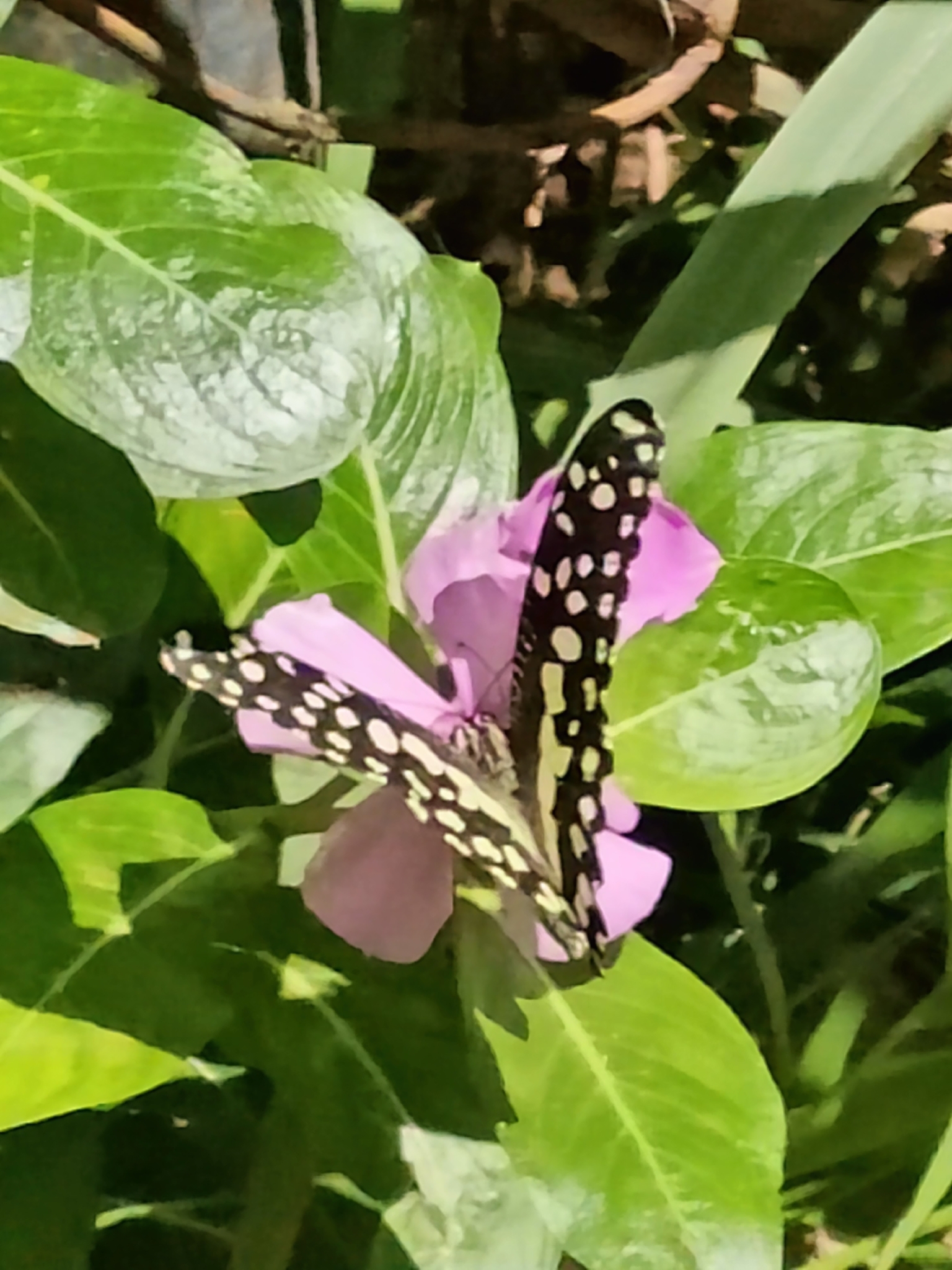 Lime Swallowtail