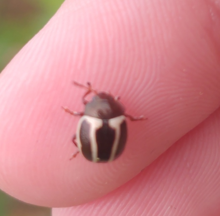 Ragweed Leaf Beetle (Zygogramma suturalis)