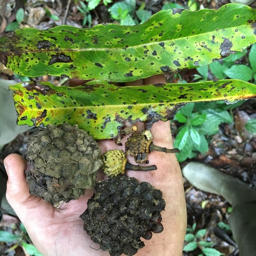 Duguetia staudtii