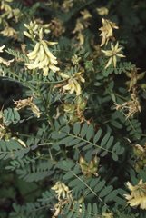 Astragalus neglectus