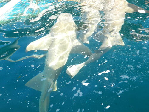 Tawny Nurse Shark