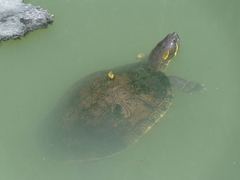 Trachemys venusta cataspila