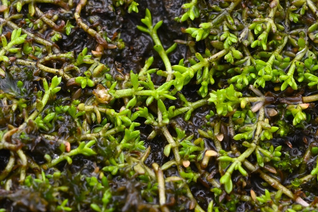 Crassula ruamahanga, Hunua, New Zealand