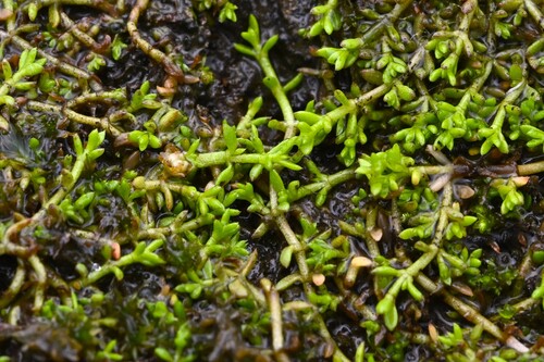 Crassula ruamahanga