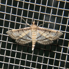 Marasmia cochrusalis